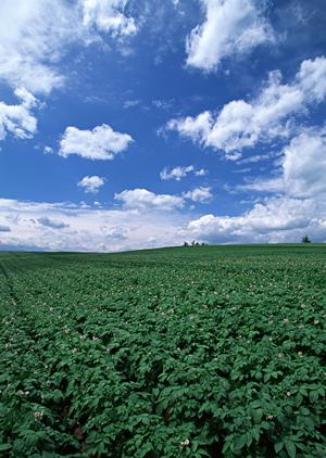 加賀市で葬儀を行うならこちらへ