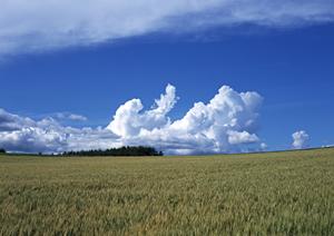 川越で葬儀を執り行う流れについて
