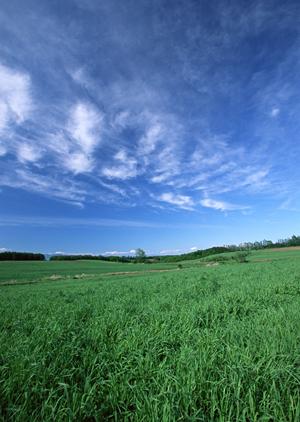 ペット火葬業者に火葬を依頼する場合