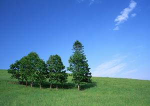 横浜でお勧めのペット霊園について
